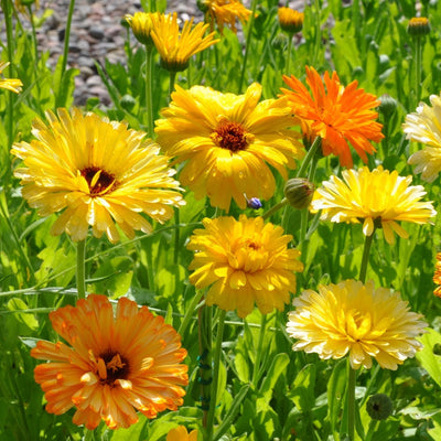 Yellow and orange flowers in a garden setting
