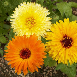 Flower Calendula Pacific Beauty Mix Seeds - 0