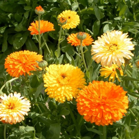 Group of orange and yellow flowers with green leaves