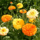 Group of orange and yellow flowers with green leaves