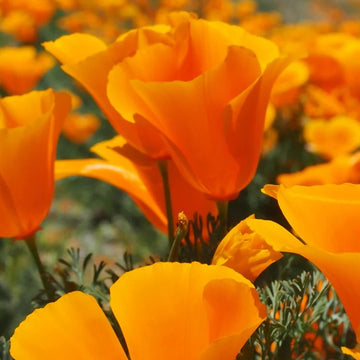 A close-up image of vibrant orange California poppy flowers in bloom.