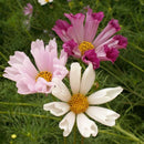 An image displaying pink and white Cosmos Sea Shells flowers with green foliage in the background.