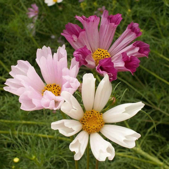 An image displaying pink and white Cosmos Sea Shells flowers with green foliage in the background.