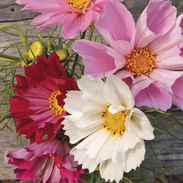 Flower Cosmos Sea Shells Seeds - 0