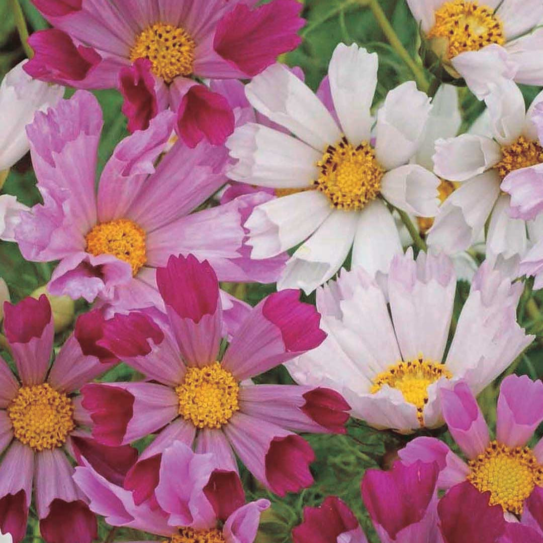 Flower Cosmos Sea Shells Seeds | Thrive Heirloom Seed Emporium