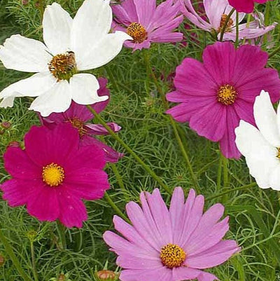 Colorful flowers including white, pink, and purple cosmos with green leaves.