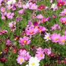 Field of pink, purple, and white flowers with green grass.