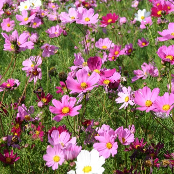 Field of pink, purple, and white flowers with green grass.