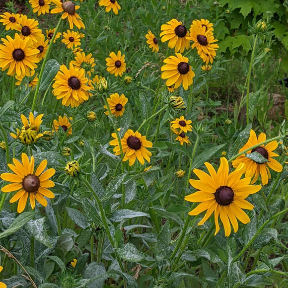 A garden bed with vibrant yellow bi-color daisy blooms with brown centers, surrounded by green foliage.