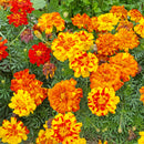 Flower French Marigold Sparky Mix Seeds-2