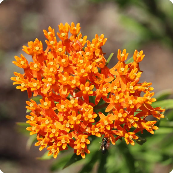 Close-up image of orange butterfly milkweed flowers with a blurred background.