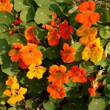 Flower Nasturtium Jewel Mixed Colors Seeds