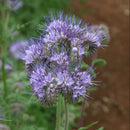 A close-up image of a purple Lacy Phacelia flower with a blurred background.