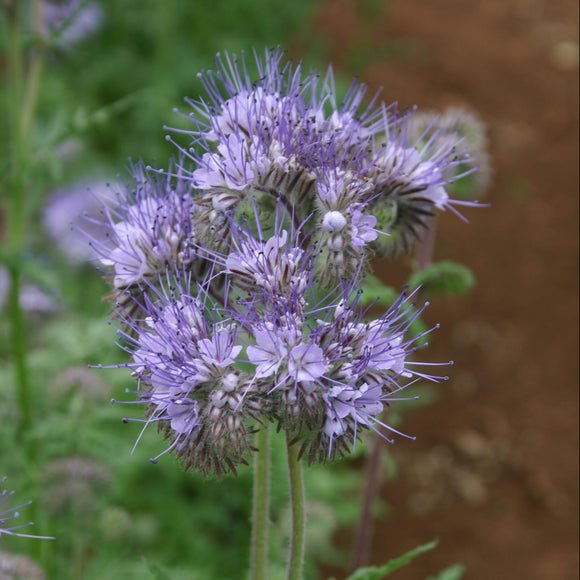 A close-up image of a purple Lacy Phacelia flower with a blurred background.