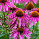A group of purple coneflowers with vibrant purple petals and cone-shaped heads.