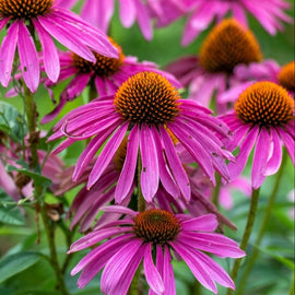 A group of purple coneflowers with vibrant purple petals and cone-shaped heads.