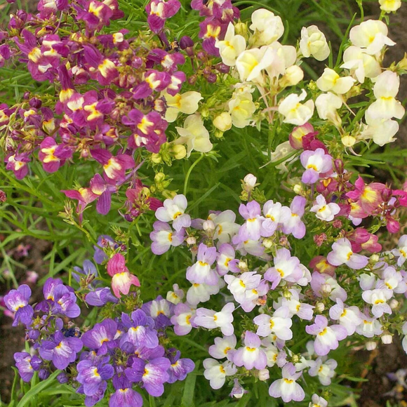 A variety of Spurred Snapdragon flowers in bloom, with colors including purple, pink, yellow, and white, growing outdoors.