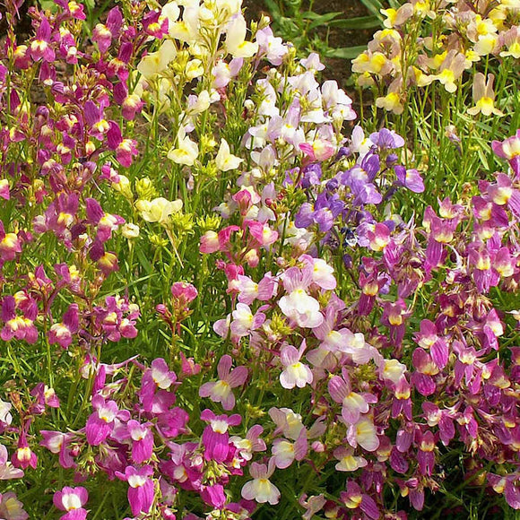 A garden bed filled with Spurred Snapdragon Northern Lights flowers in pink, purple, and white colors.