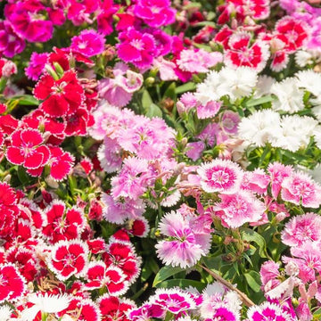A garden bed filled with vibrant clusters of Sweet William Pinks in various shades including red, pink, white, and purple.