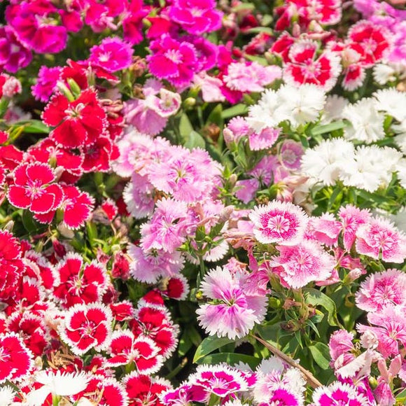 A garden bed filled with vibrant clusters of Sweet William Pinks in various shades including red, pink, white, and purple.