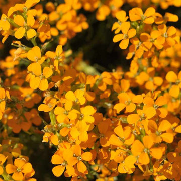 A close-up image of bright orange Siberian Wallflower seeds, showcasing their vibrant color and small size.