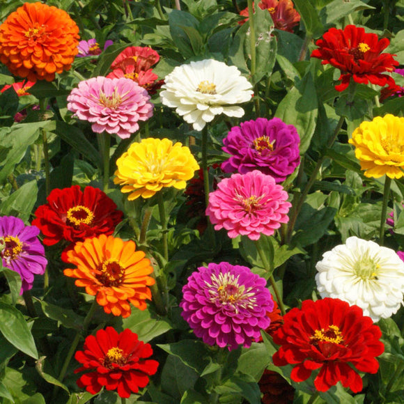 A garden bed with a variety of Zinnia flowers including pink, red, orange, yellow, and white colors.
