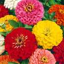 Flower Zinnia California Giant Seeds-2