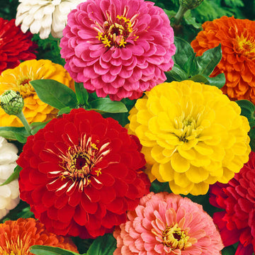 Flower Zinnia California Giant Seeds - 0