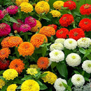 Flower Zinnia California Giant Seeds-3