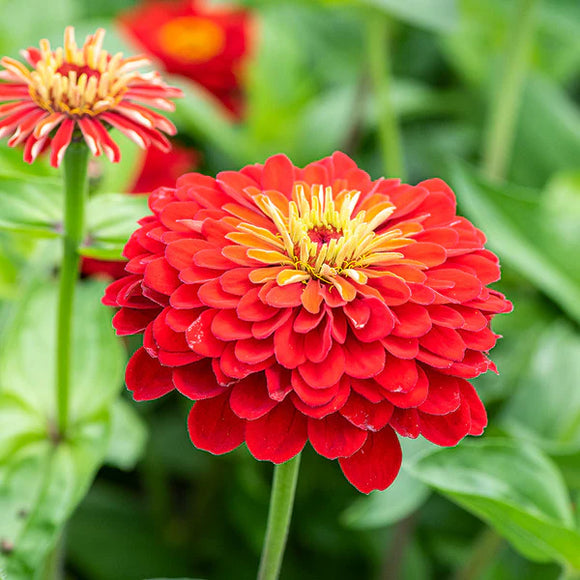 A vibrant red Zinnia flower with a yellow center, growing in a garden setting with green foliage in the background.