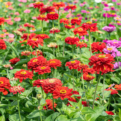 Flower Zinnia Scarlet Flame Seeds - 0