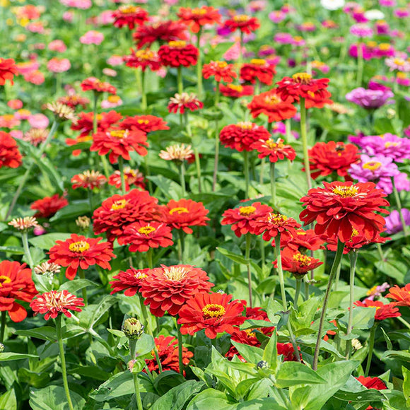 Flower Zinnia Scarlet Flame Seeds