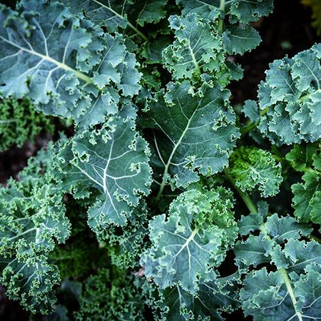 A close-up image of fresh kale leaves with a focus on their crinkly texture and vibrant green color.
