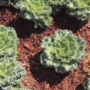 Rows of Siberian Dwarf Kale plants growing in soil with mulch around them, showing their leafy green tops.