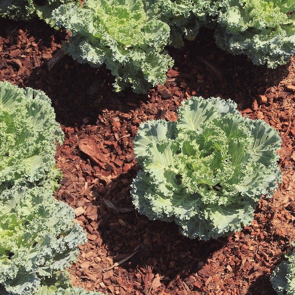 Rows of Siberian Dwarf Kale plants growing in soil with mulch around them, showing their leafy green tops.