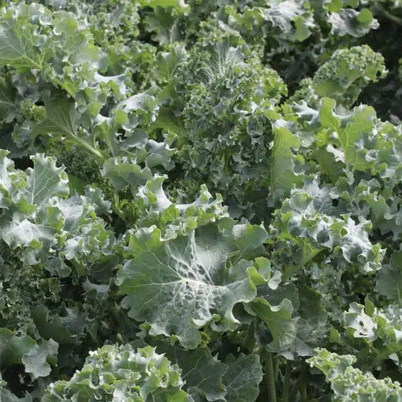 Kale Siberian Dwarf Seeds