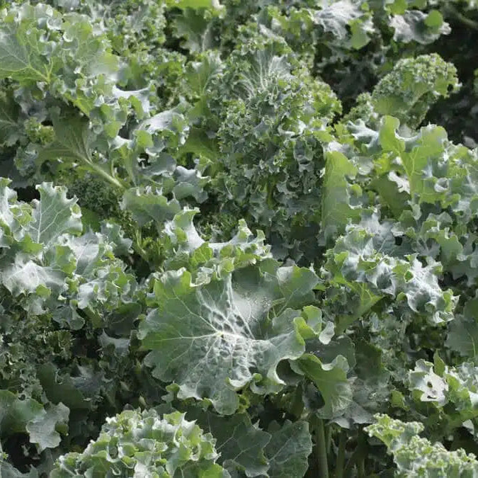Kale Siberian Dwarf Seeds - 0