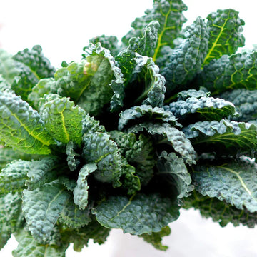 A fresh bunch of Tuscan kale with dark green, curly leaves.