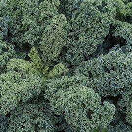A close-up image of bluish-green curly kale leaves.