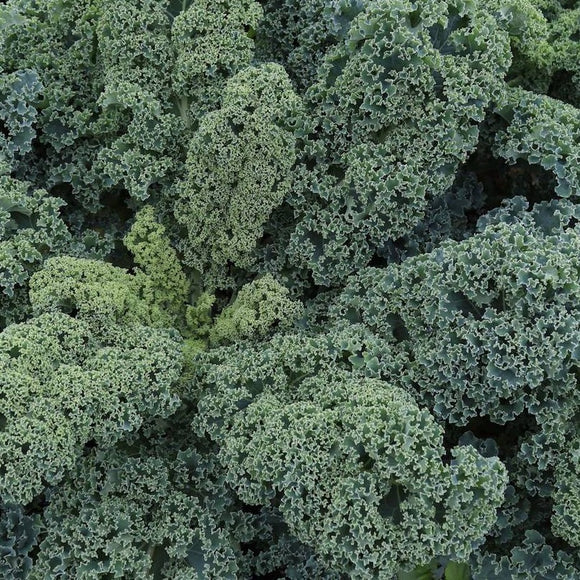 A close-up image of bluish-green curly kale leaves.