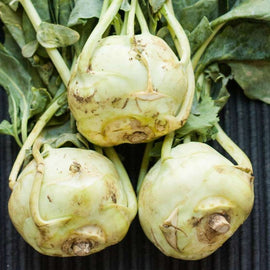 Three pale green, globe-shaped kohlrabi bulbs with visible stems and leaves on a dark background.