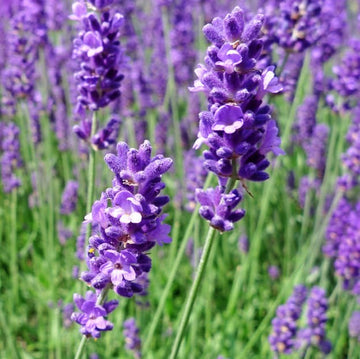 Close-up of Lavender English Blue flowers with a background of more lavender plants.