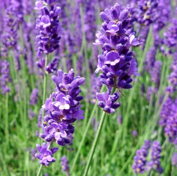 Close-up of Lavender English Blue flowers with a background of more lavender plants.