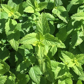 A close-up image of Lemon Balm Common leaves showcasing their vibrant green color and healthy appearance.