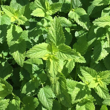 A close-up image of Lemon Balm Common leaves showcasing their vibrant green color and healthy appearance.