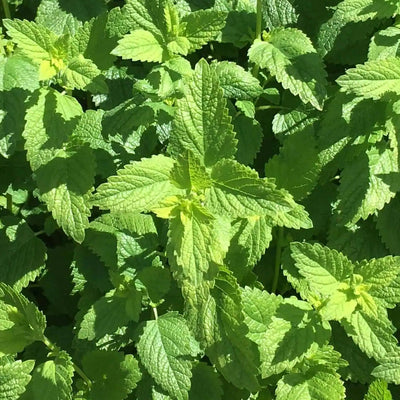 A close-up image of Lemon Balm Common leaves showcasing their vibrant green color and healthy appearance.