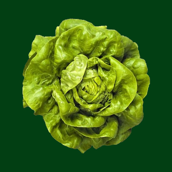 A fresh head of Bibb lettuce with vibrant green leaves.