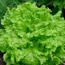 A fresh head of lettuce with large green leaves, grown in a garden.