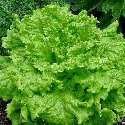A fresh head of lettuce with large green leaves, grown in a garden.