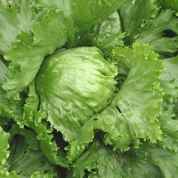 A close-up image of a healthy, fresh head of lettuce with vibrant green leaves.